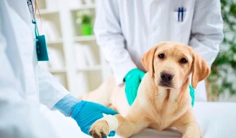 Tolhuin lanza la Primera Campaña de Salud Pública Veterinaria