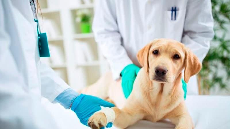 Tolhuin lanza la Primera Campaña de Salud Pública Veterinaria