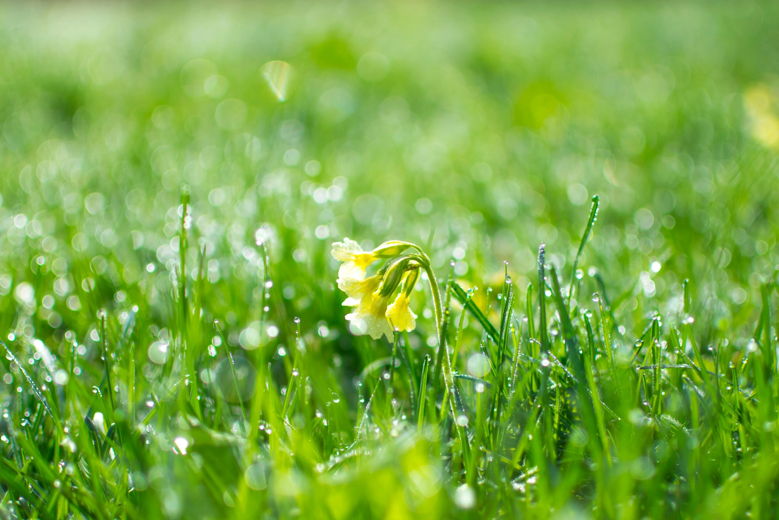 Primavera silenciosa